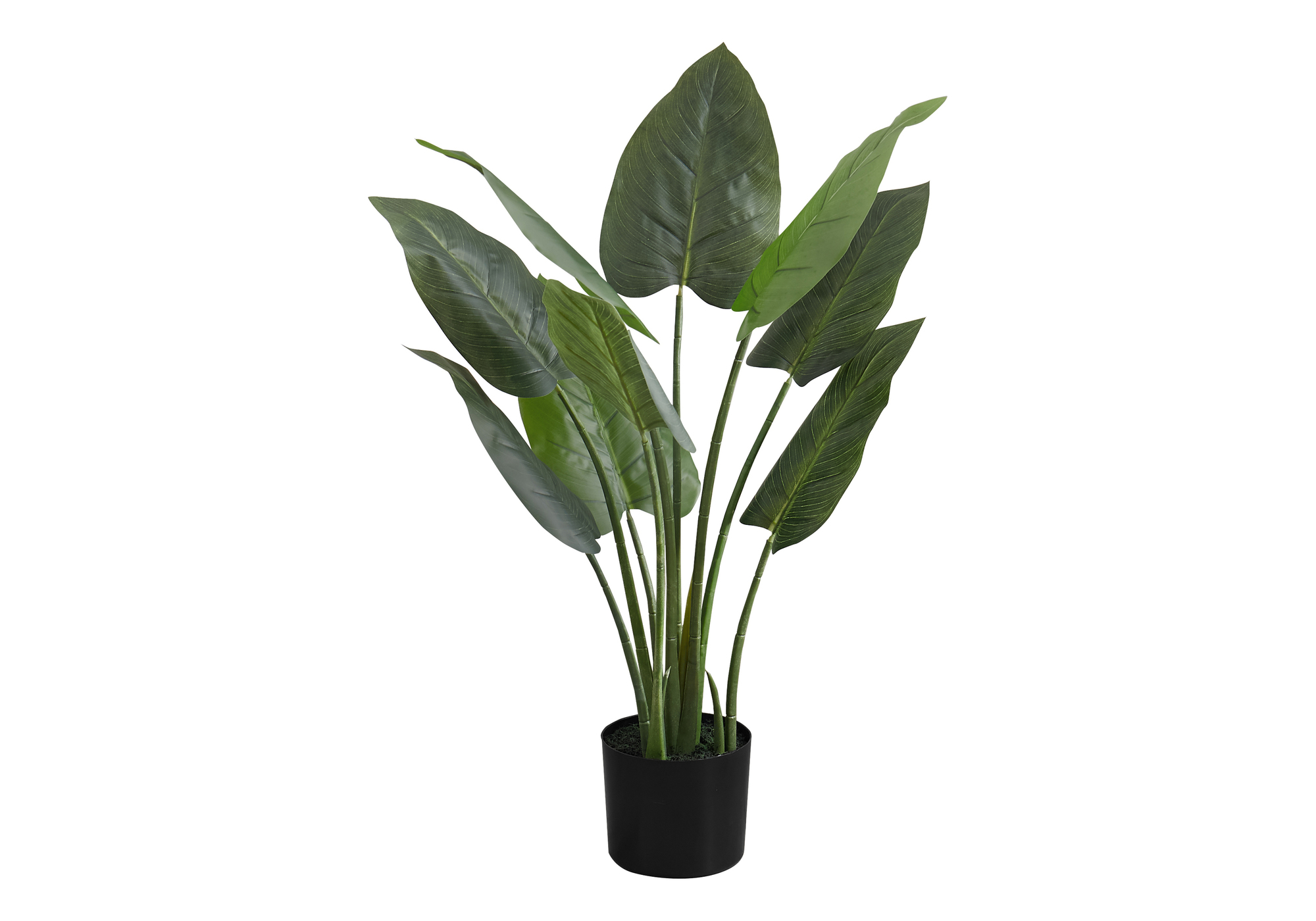AUREUM image 1