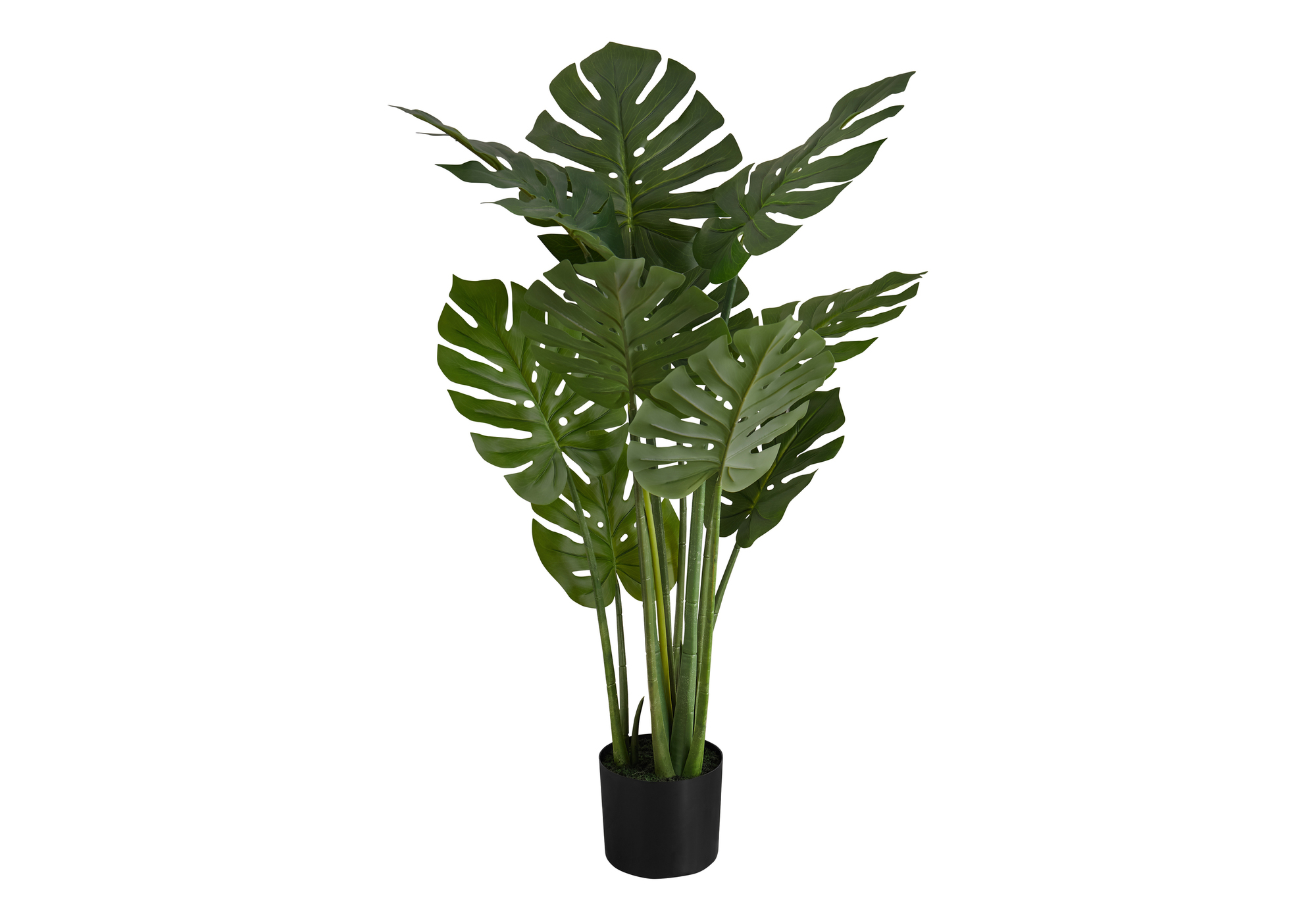 MONSTERA image 1