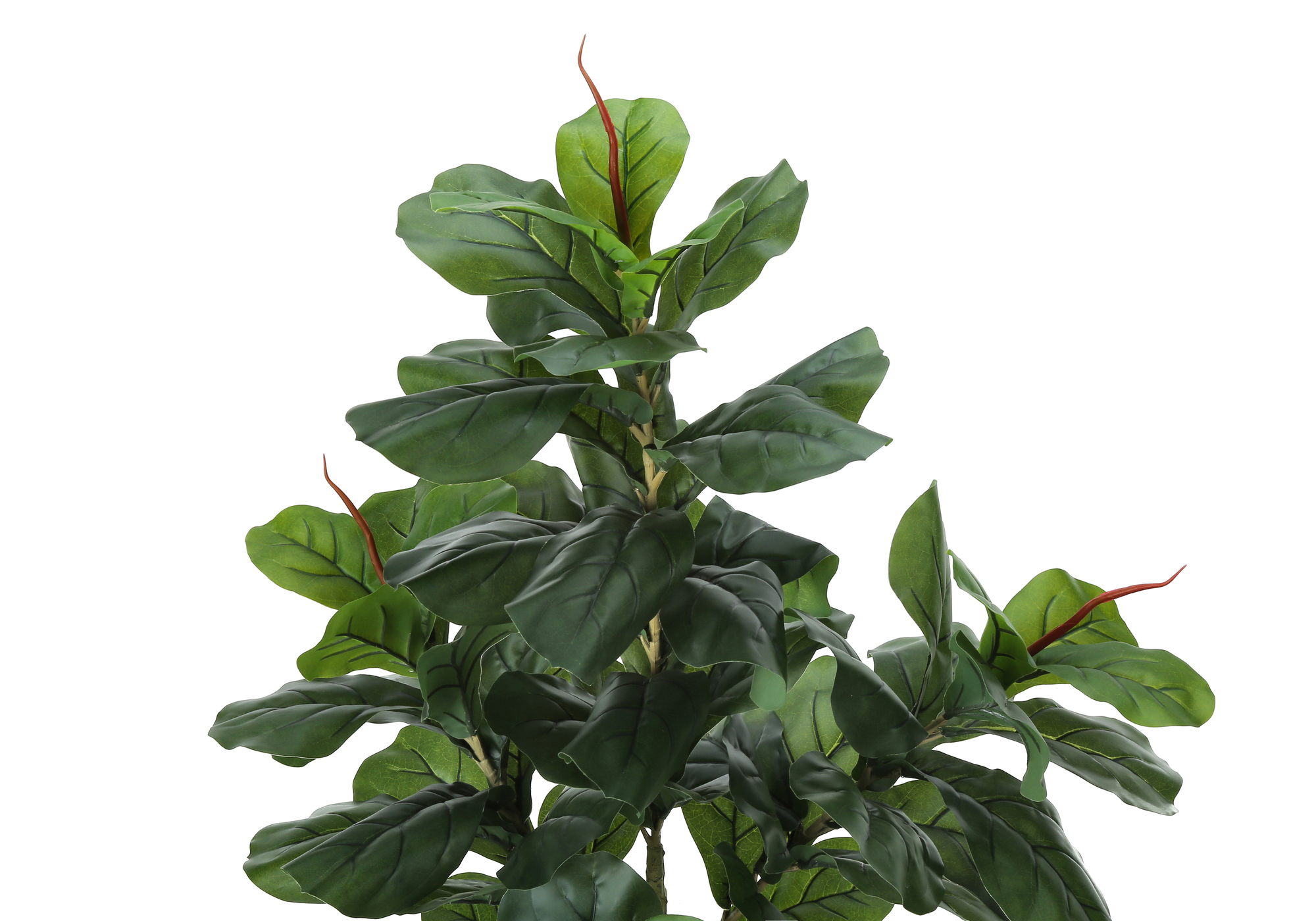 Fiddle Tree image 4