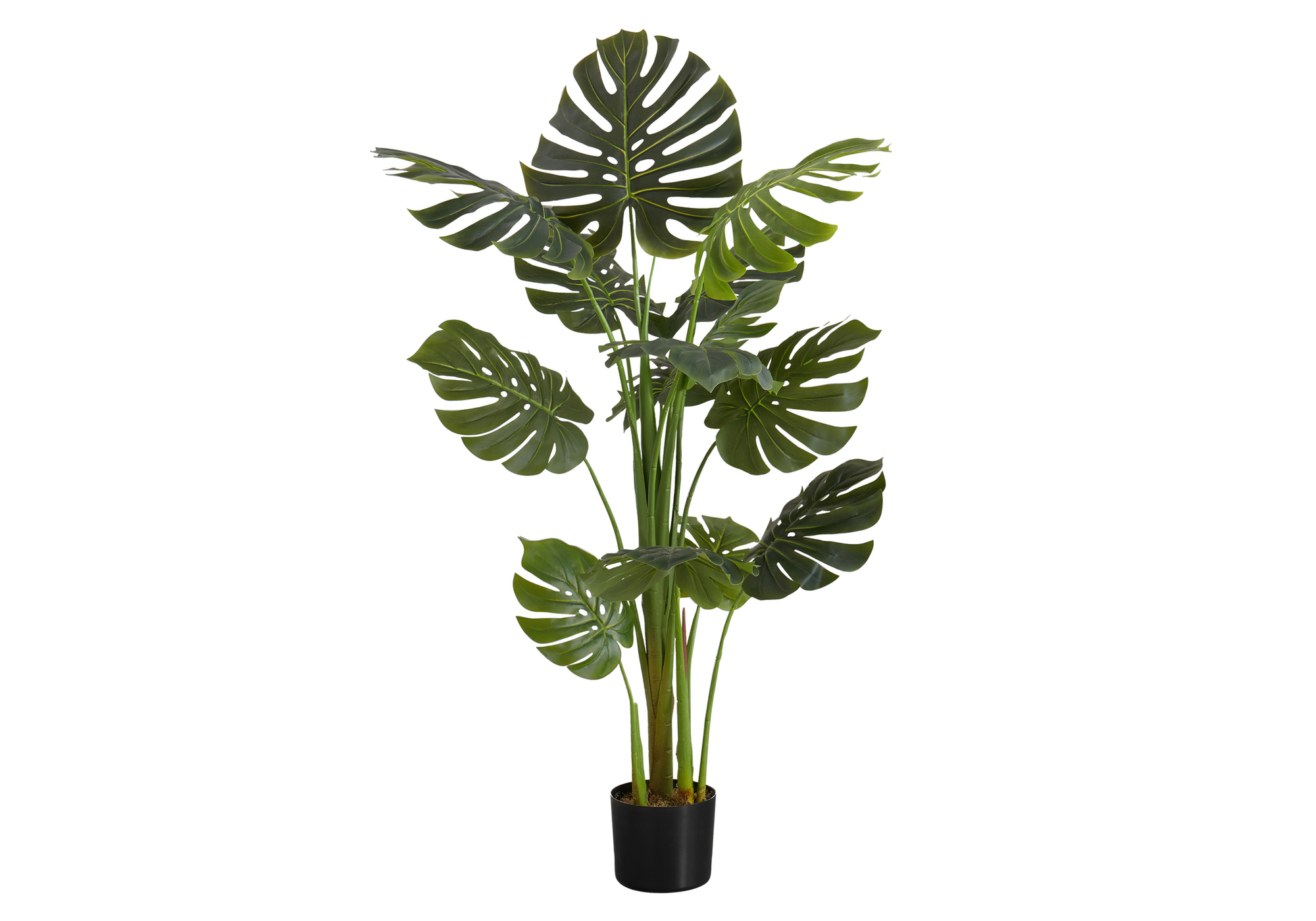 MONSTERA 55" image 1